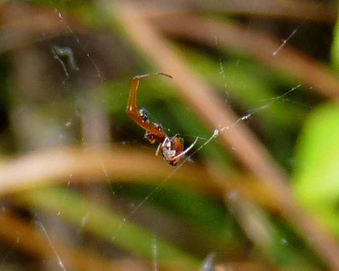 Gli astuti Argyrodes